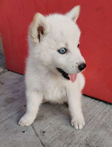 Siberian husky woolly 