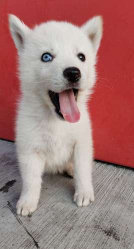 Siberian husky woolly 