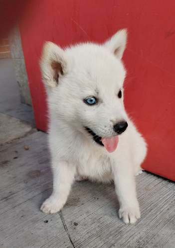 Siberian husky woolly 