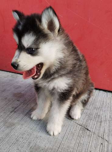 Siberian husky woolly 