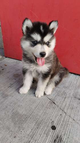 Siberian husky woolly 