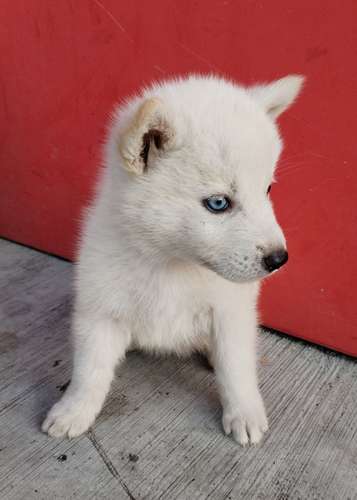 Siberian husky woolly 