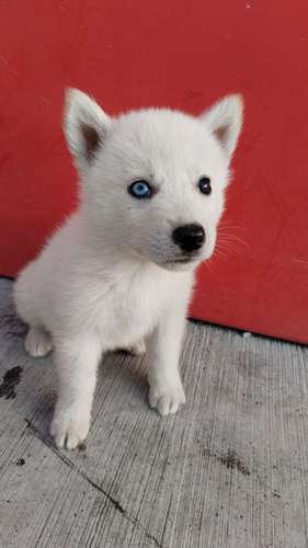 Siberian husky woolly 