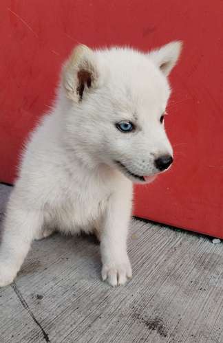 Siberian husky woolly 