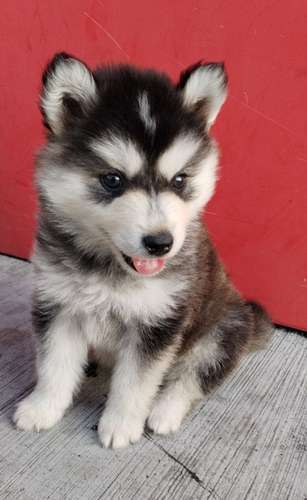 Siberian husky woolly 
