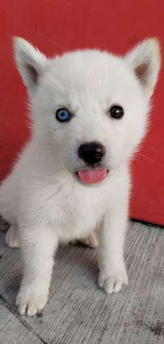 Siberian husky woolly 