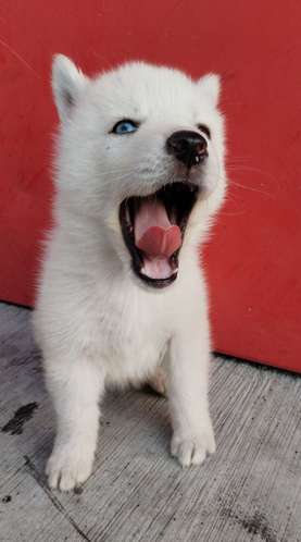 Siberian husky woolly 