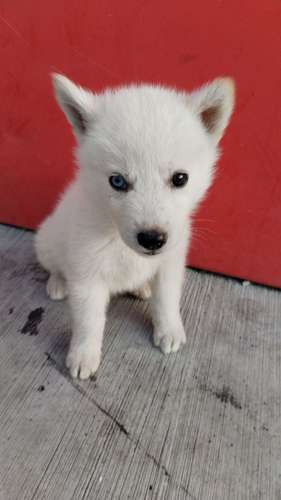 Siberian husky woolly 
