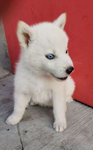 Siberian husky woolly 