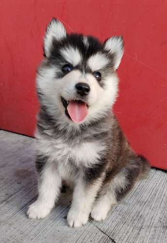 Siberian husky woolly 