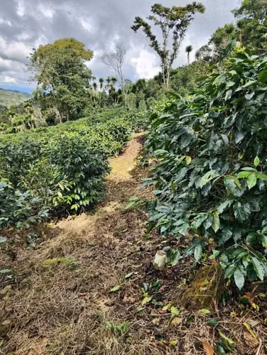  ¡PROPIEDAD DE 2.5 MANZANAS CON CAFÉ EN VENTA – VALLE DE ÁNGELES, COMAYAGUA! 