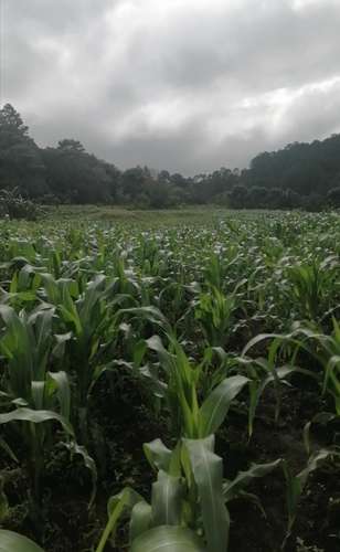  ¡GANGA! 7 MANZANAS DE TERRENO EN VENTA – EL EMPEDRADO, MATEO, TEGUCIGALPA  - Imagen 3