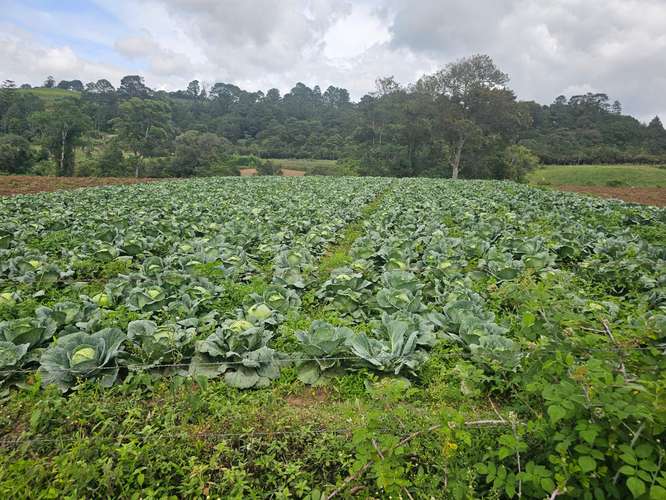  ¡GANGA! 7 MANZANAS DE TERRENO EN VENTA – EL EMPEDRADO, MATEO, TEGUCIGALPA  - Imagen 7