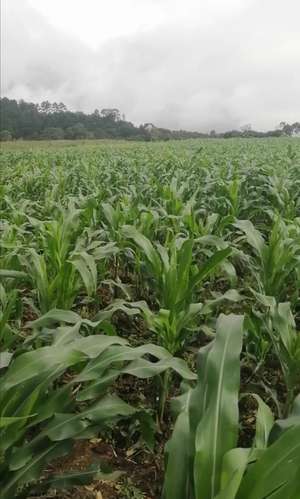  ¡GANGA! 7 MANZANAS DE TERRENO EN VENTA – EL EMPEDRADO, MATEO, TEGUCIGALPA  - Imagen 5