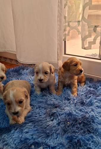 Preciosos Cockapoo