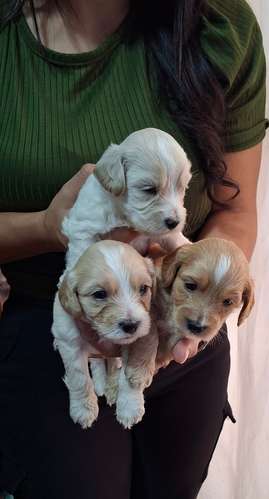 Preciosos Cockapoo