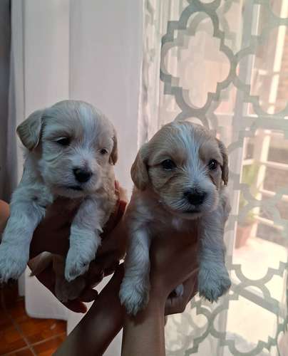 Preciosos Cockapoo