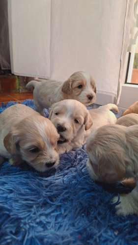 Preciosos Cockapoo