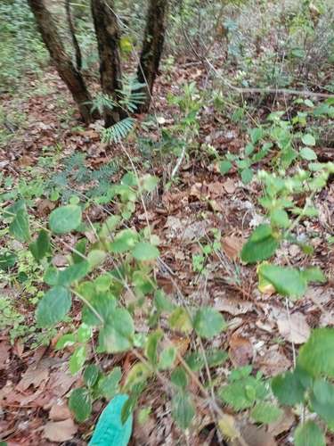 Venta de terreno de 5000 varas