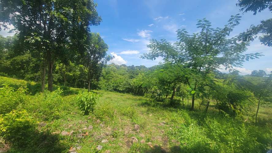  ¡HACIENDA EN VENTA DE 24 MANZANAS EN SAN ANTONIO, CORTÉS! 