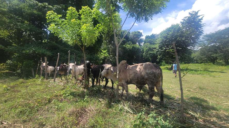  ¡HACIENDA EN VENTA DE 24 MANZANAS EN SAN ANTONIO, CORTÉS! 
