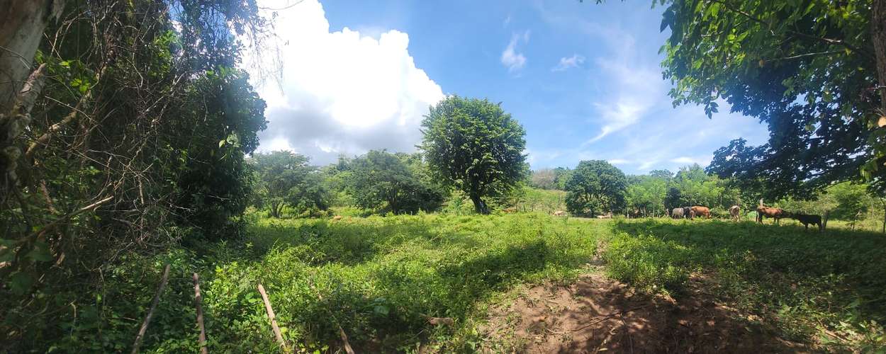  ¡HACIENDA EN VENTA DE 24 MANZANAS EN SAN ANTONIO, CORTÉS! 