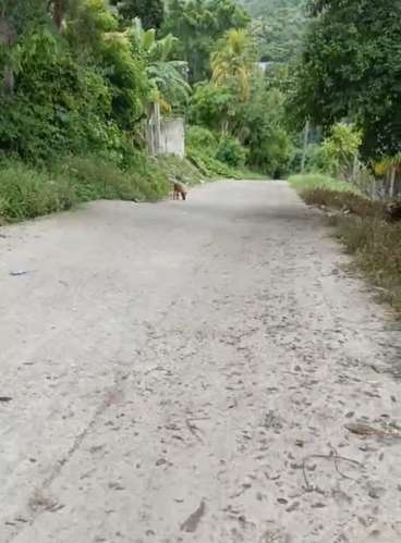  ¡GANGA! TERRENOS EN VENTA EN COLONIA BUENA VISTA, SANTA RITA, YORO  - Imagen 4