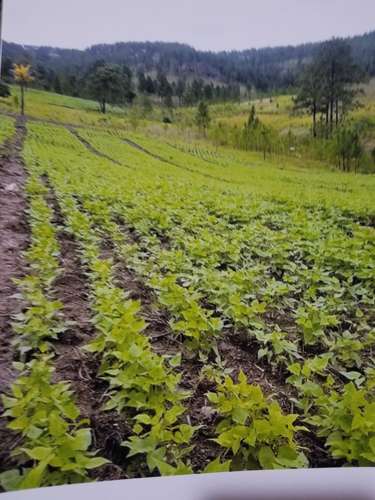  ¡GANGA! PROPIEDAD DE 10 MANZANAS EN VENTA EN JACALEAPA, DANLÍ, EL PARAÍSO  