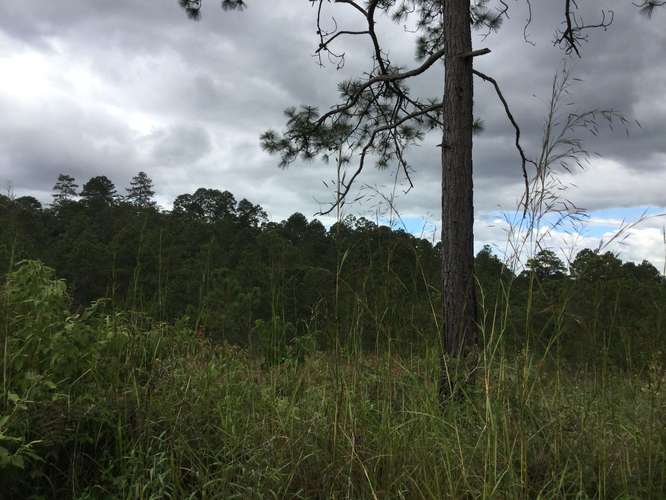 Venta terreno Lomas del Pinar Siguatepeque Honduras area pinos cerca CA-5