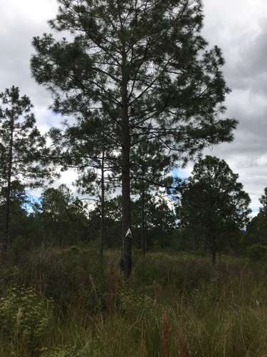 Venta terreno Lomas del Pinar Siguatepeque Honduras area pinos cerca CA-5
