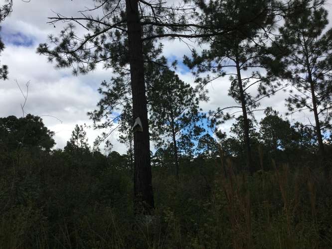 Venta terreno Lomas del Pinar Siguatepeque Honduras area pinos cerca CA-5