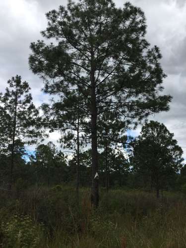 Venta terreno Lomas del Pinar Siguatepeque Honduras area pinos cerca CA-5