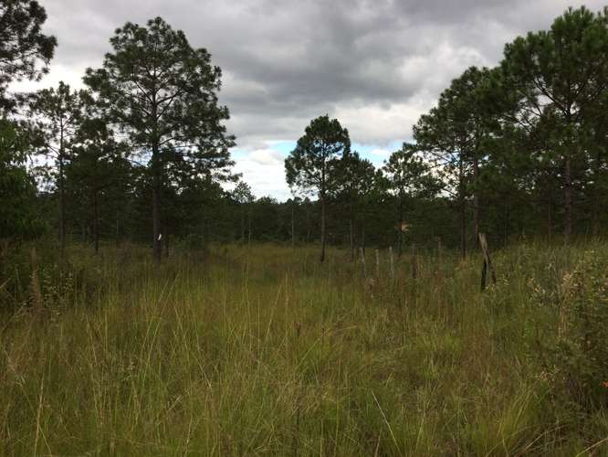 Venta terreno Lomas del Pinar Siguatepeque Honduras area pinos cerca CA-5