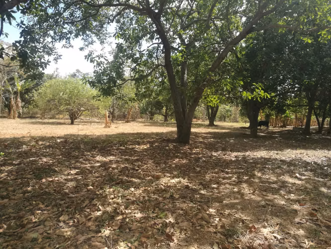 Venta de terreno km 13 carretera Masaya - Imagen 3
