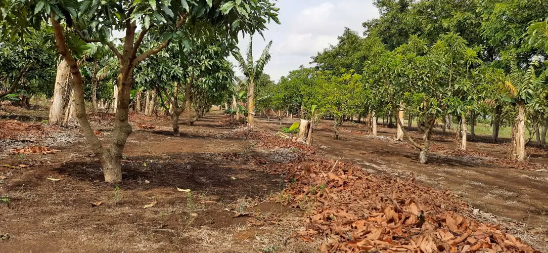 Se vende V 6.5 Manzanas en Jinotepe $130,000 BMD - Imagen 18