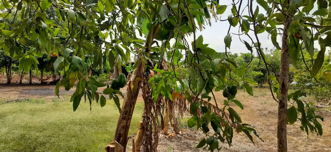 Se vende V 6.5 Manzanas en Jinotepe $130,000 BMD - Imagen 5
