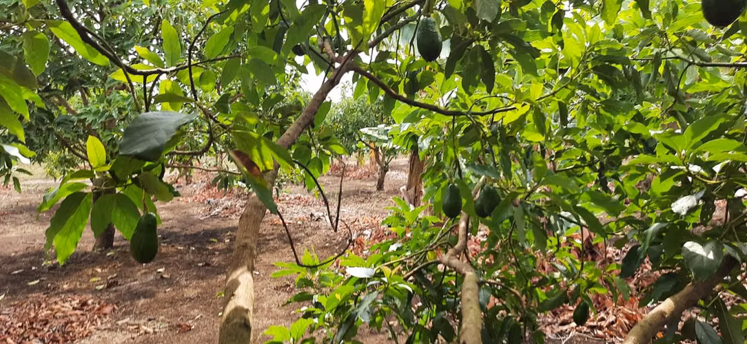 Se vende V 6.5 Manzanas en Jinotepe $130,000 BMD - Imagen 16