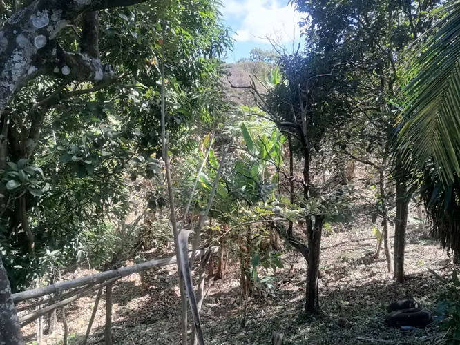 NIQUINOMO - VENTA DE FINCA DE 3.75 MANZANAS EN LAS MERCEDES - Imagen 14