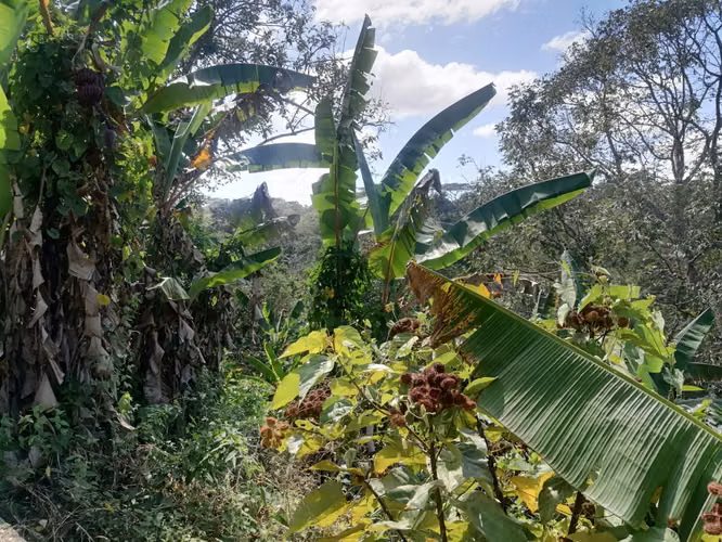 NIQUINOMO - VENTA DE FINCA DE 3.75 MANZANAS EN LAS MERCEDES - Imagen 11