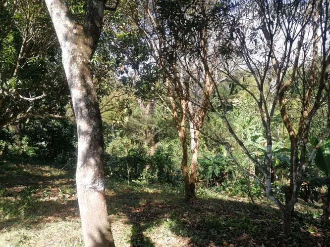 NIQUINOMO - VENTA DE FINCA DE 3.75 MANZANAS EN LAS MERCEDES - Imagen 19
