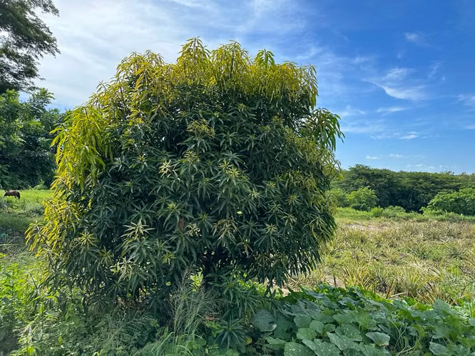 Venta finca agrícola de 65 manzanas (45.8 hectáreas) en Masaya - Imagen 15