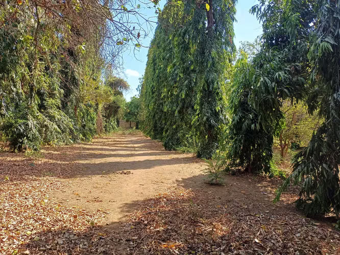 En venta precioso terreno en carretera vieja a Leon - Imagen 4