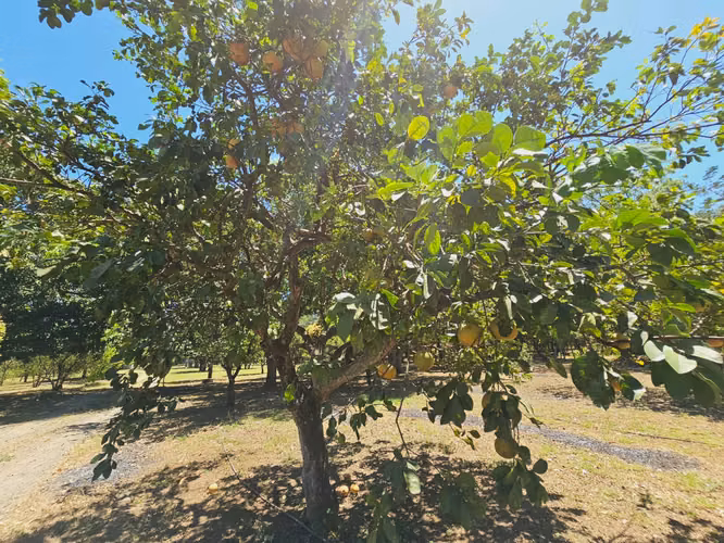 Finca Agrícola de 10.9 manzanas en Cofradia con casa  remodelada.