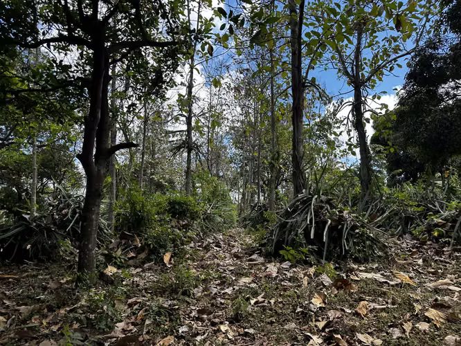 Vendo Finca en San Juan de la Concha multi propósito 0511