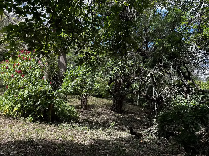 Vendo Finca en San Juan de la Concha multi propósito 0511