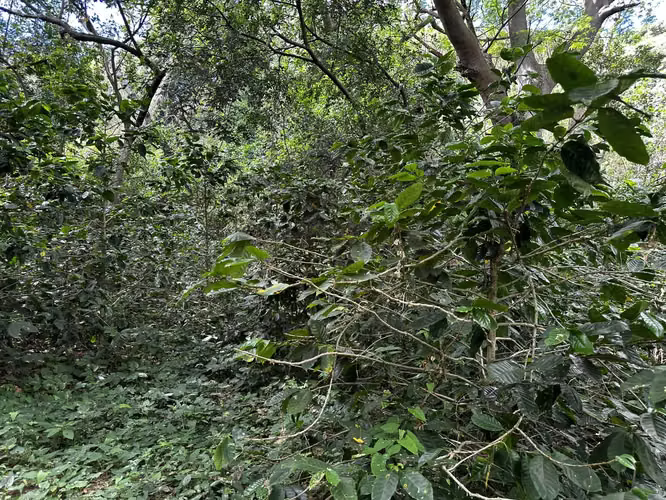Vendo Finca en San Juan de la Concha multi propósito 0511