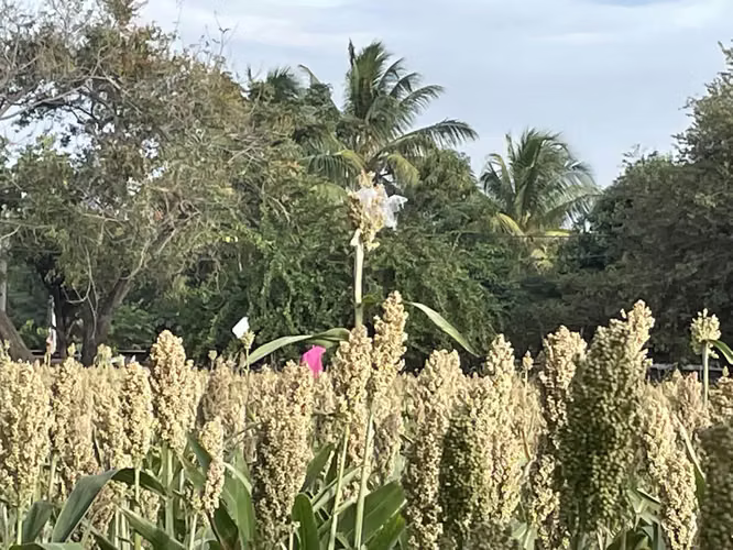 Vendo Lote para desarrollo en Esquipulas 0511