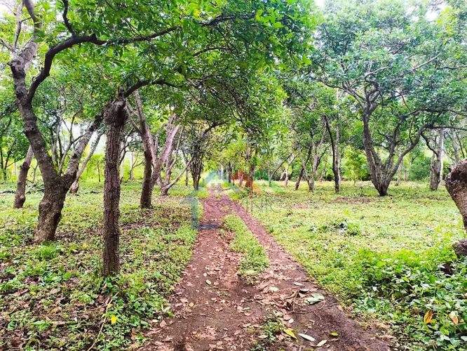 Venta de 3 manzana en Ticuantepe Managua Nicaragua - Imagen 7
