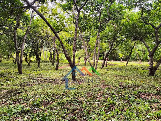 Venta de 3 manzana en Ticuantepe Managua Nicaragua - Imagen 9
