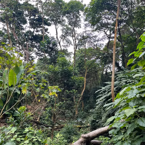 Venta de Antigua Finca Cafetalera en Las Nubes, El Crucero